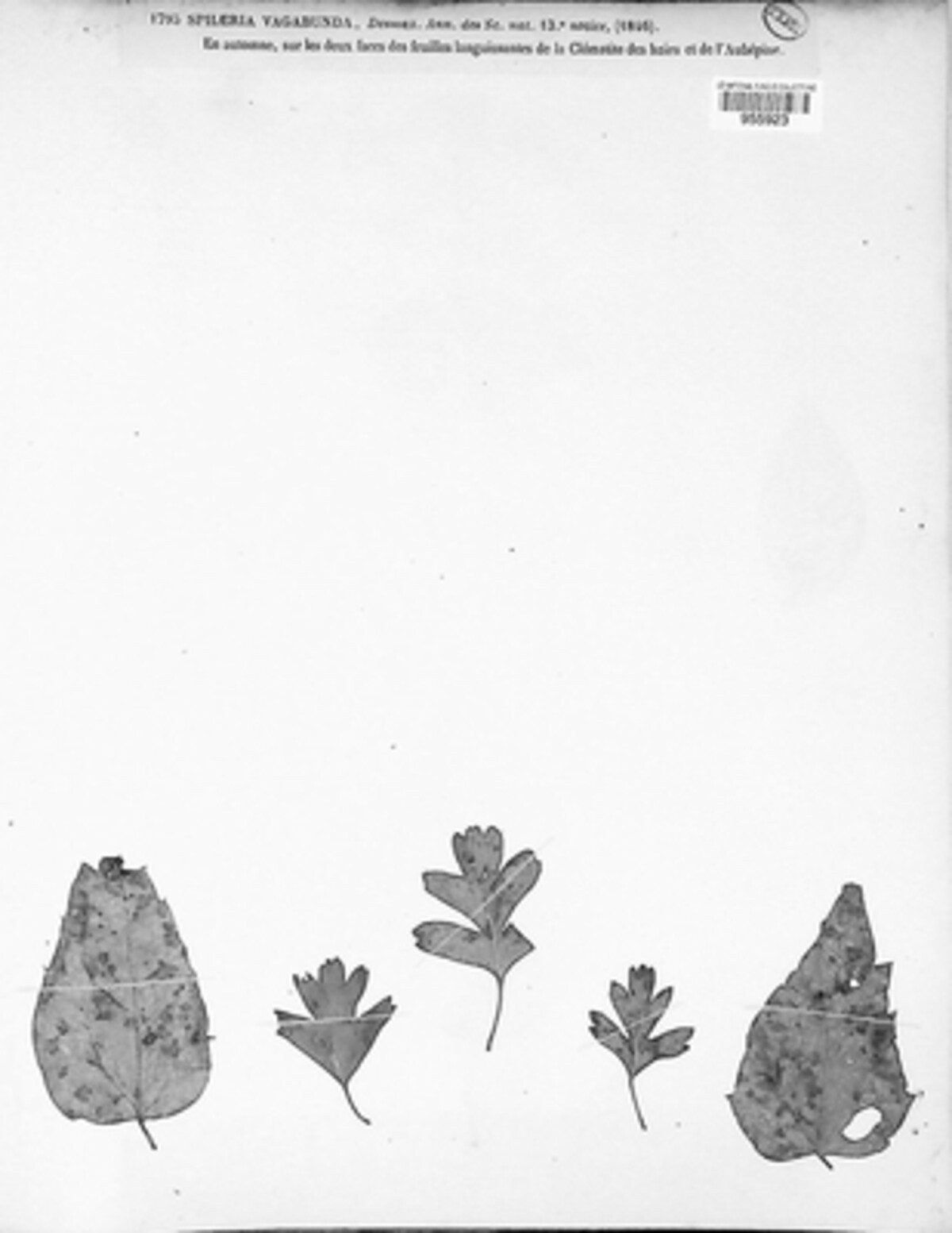 Mycosphaerella vagabunda image